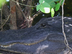 Everglades alligator closeup