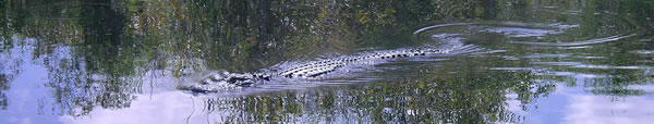 Everglades gator