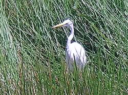 Everglades large white bird
