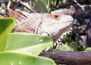 Kayaking photos - Florida lizard