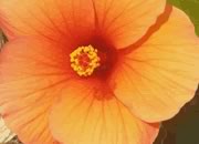 Kayaking photos - orange hibiscus flower