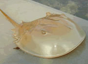 Kayaking photos - horseshoe crab