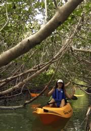 Kayaking photos - Kayak in the Florida Keys mangroves