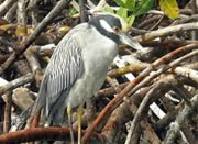 Kayaking photos - Mangrove bird